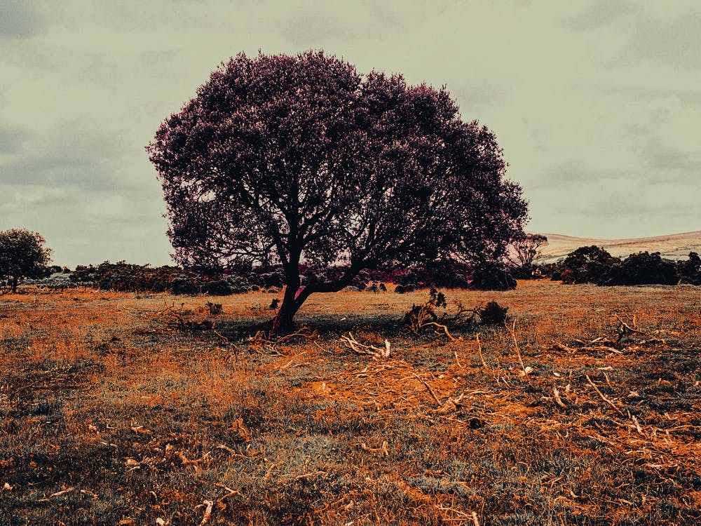 Dartmoor Tree