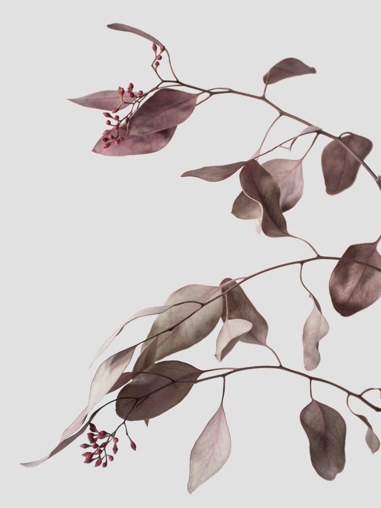 Vintage Dried Eucalyptus Branches 3