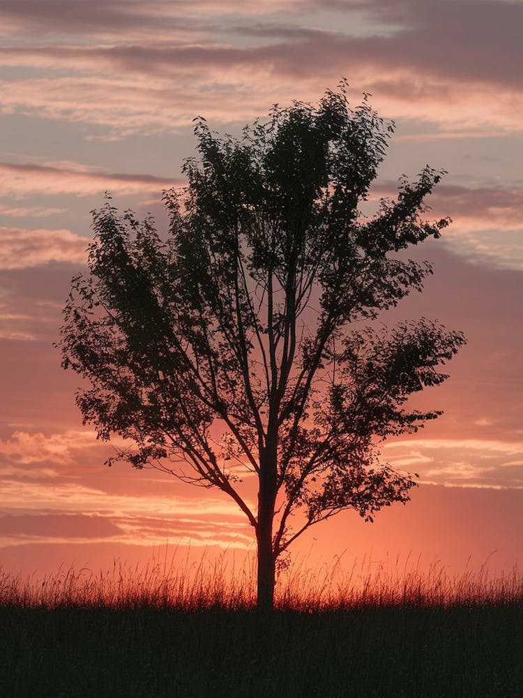 Lone Tree At Sunset 5