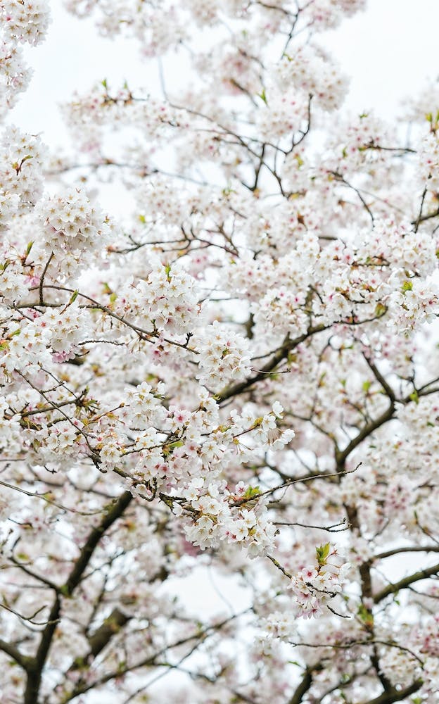 Blossom Tree 02