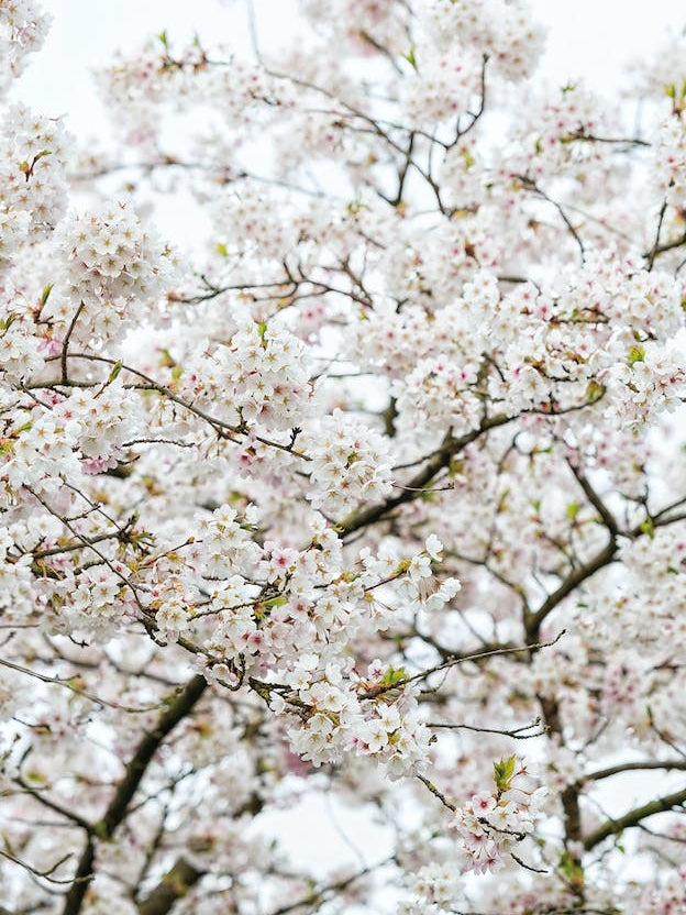 Blossom Tree 02