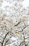 Gentle Photography Canvas Art