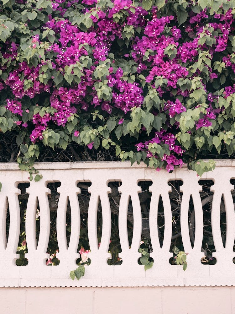 Spanish Garden