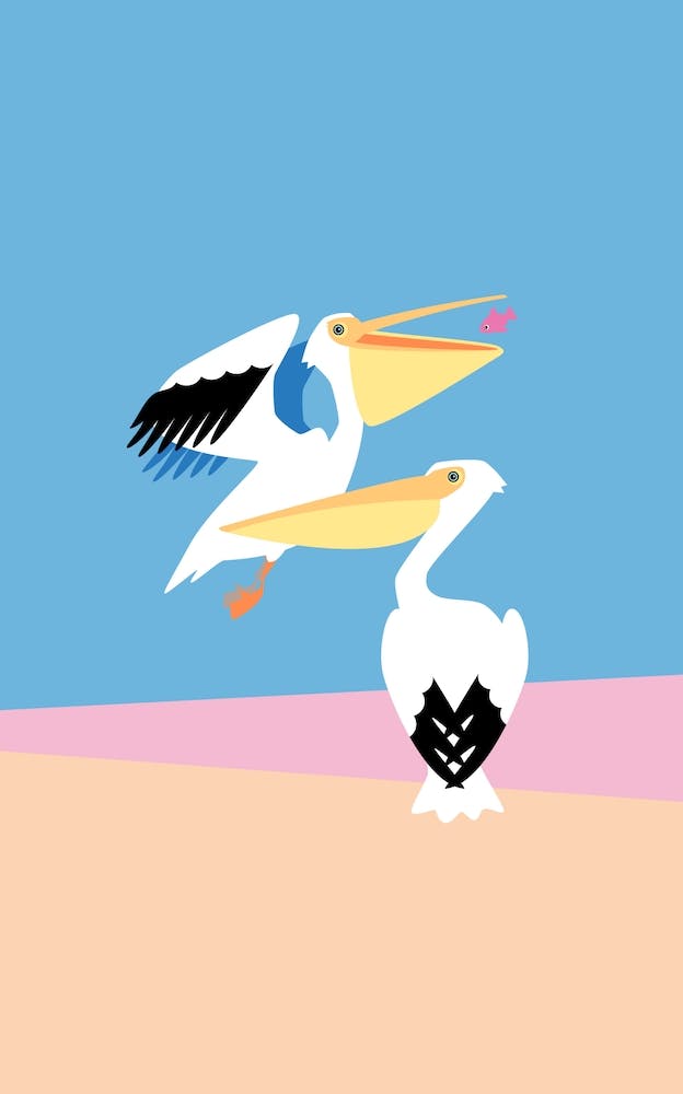 Pastel Pelicans
