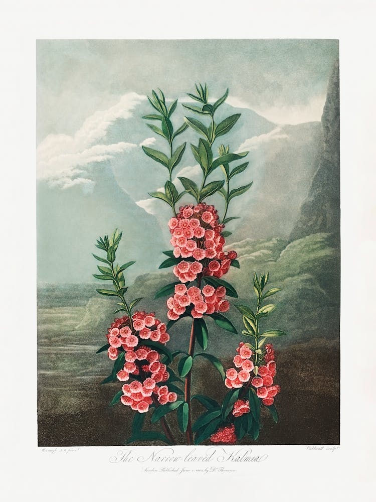 Vintage Botanical Temple Of Flora _2476835