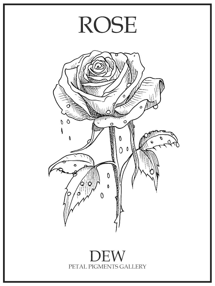 Rose Dew Line Drawing 2 Poster