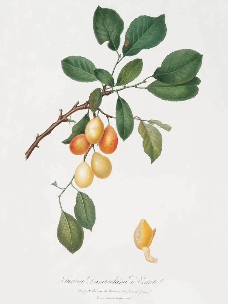 Kirsche (Prunus Damascena) Aus Pomona Italiana (1817 - 1839), Giorgio Gallesio