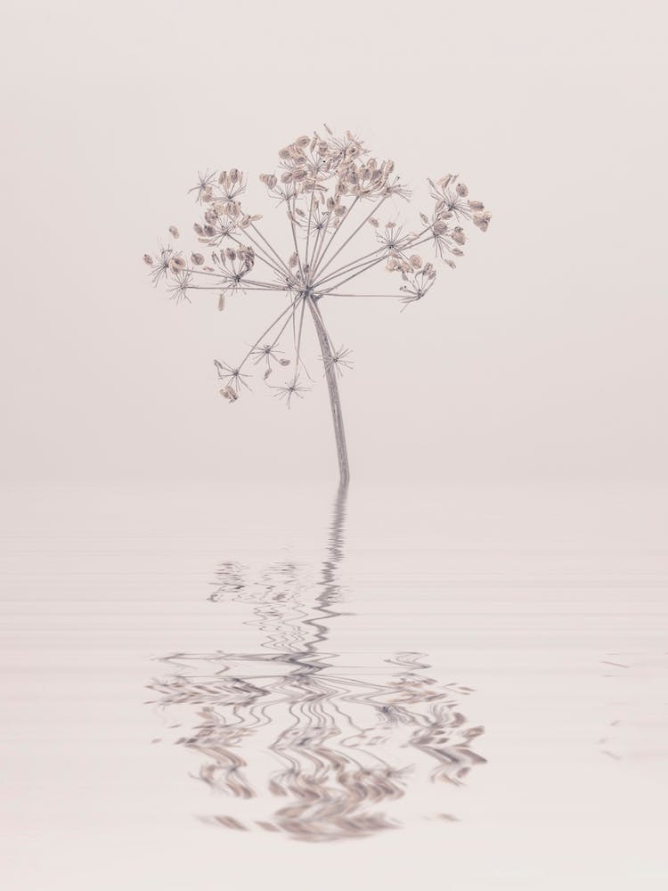 Beauty Of Nature Calm Winter