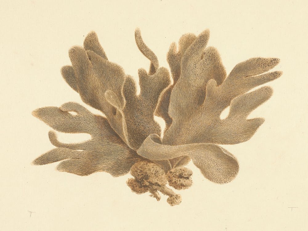 Untitled, Luigi Balugani