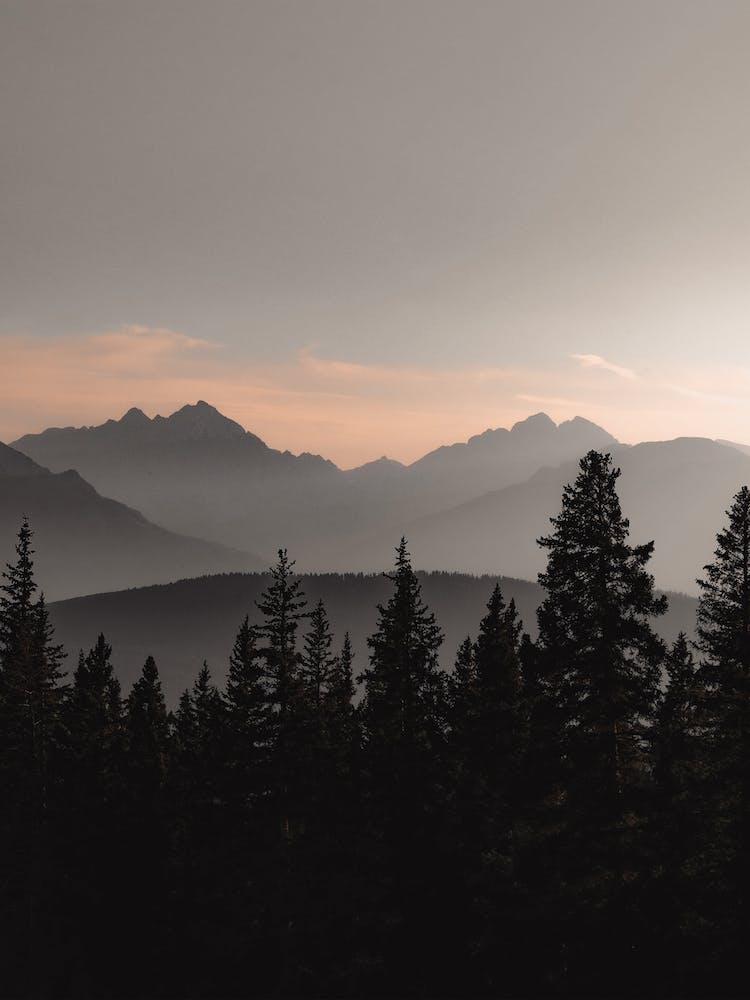 Pastel Forest Sunset