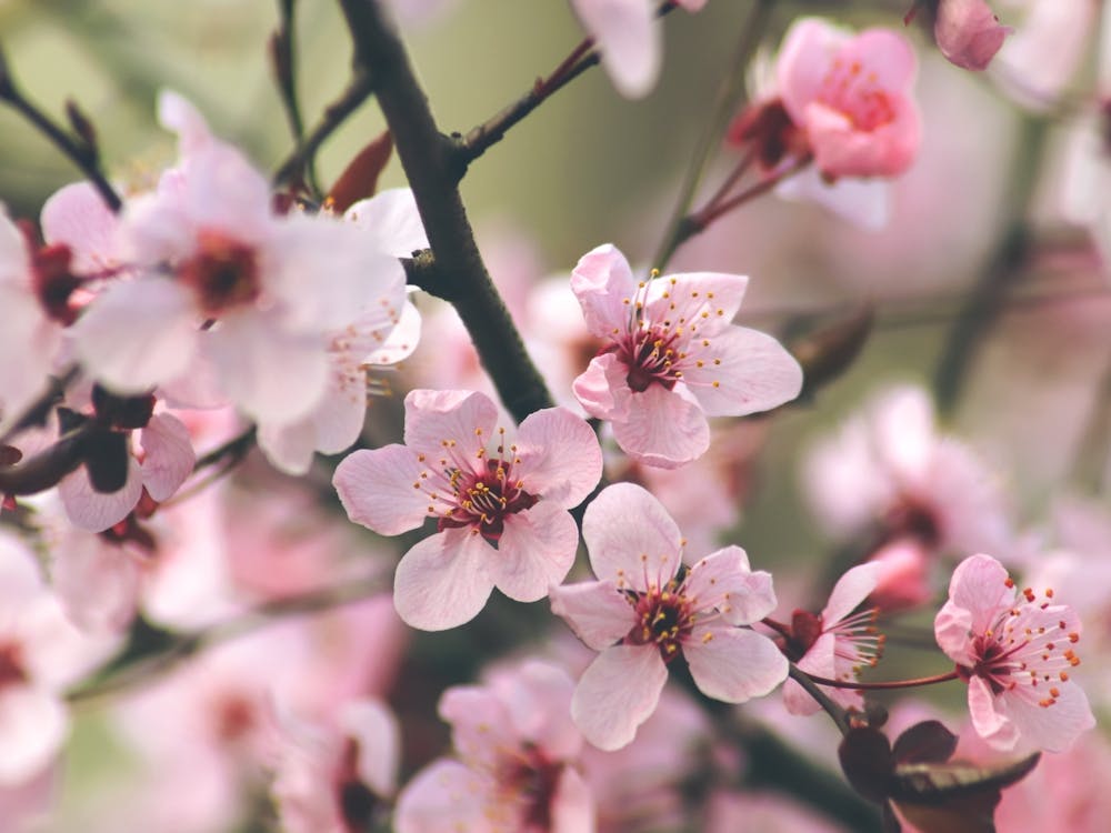 Cherry Blossoms. Pink sakura blossom.