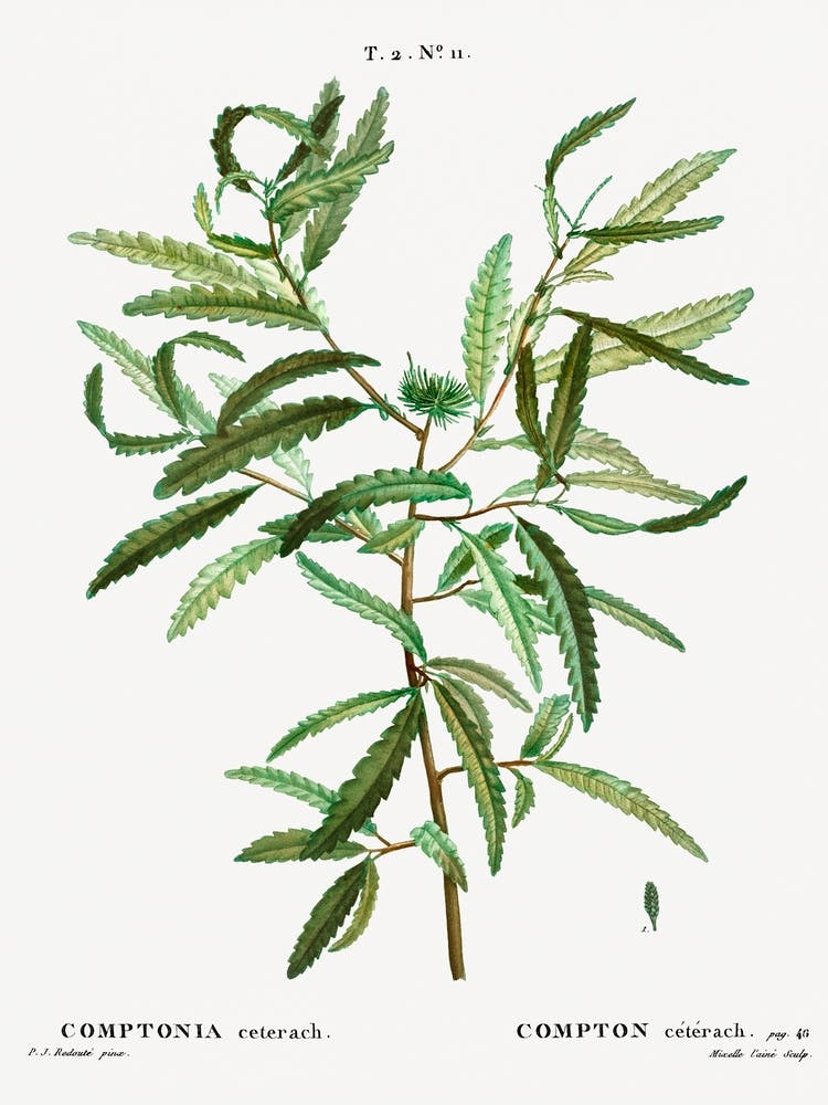 Comptonia Ceterach, Pierre Joseph Redoute