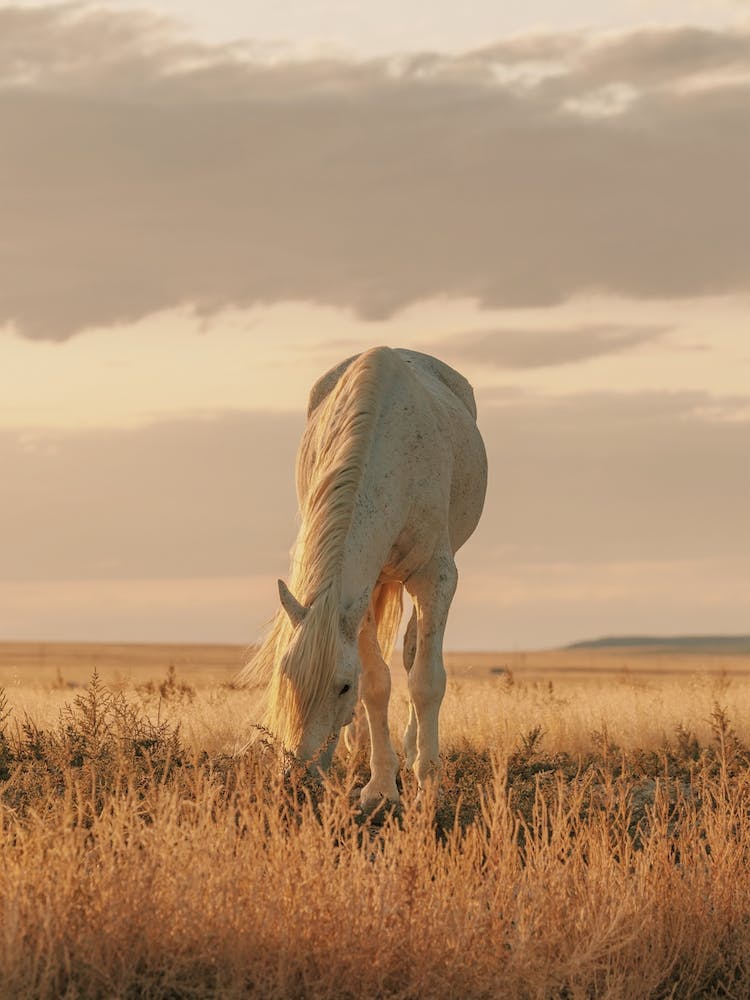 Palomino bei Sonnenuntergang