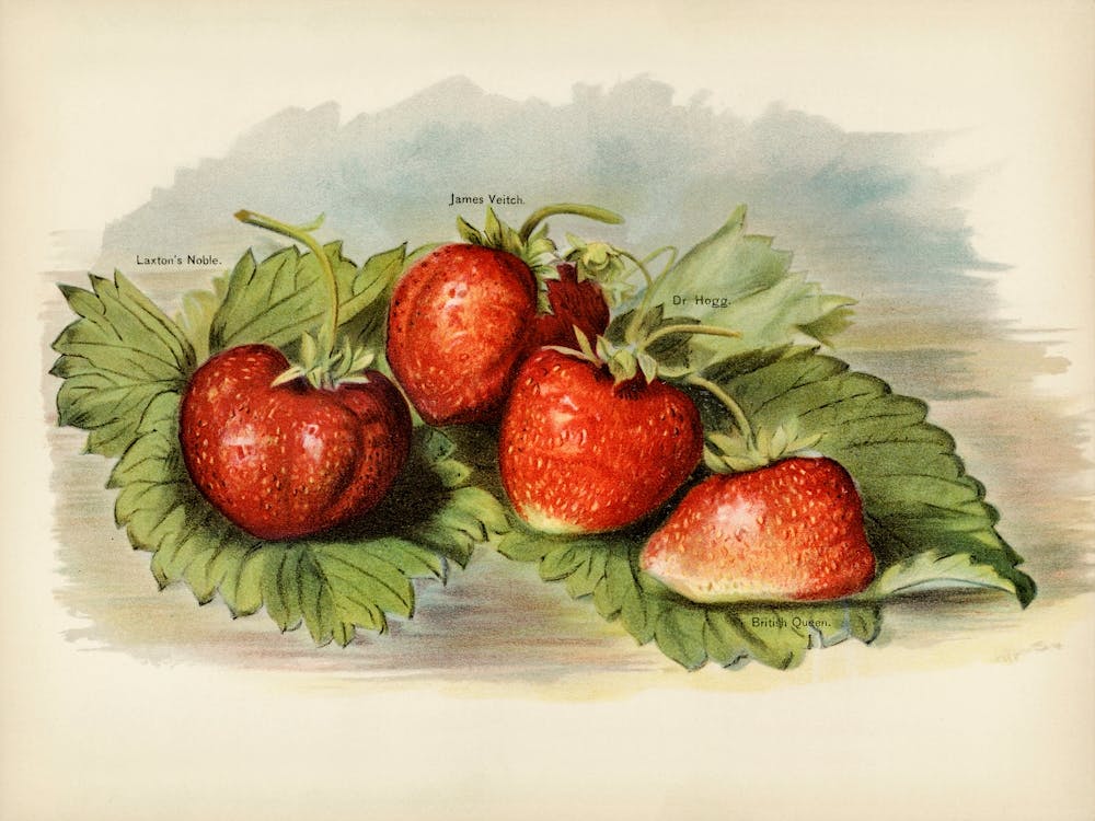 Vintage Illustration Of Strawberry, John Wright