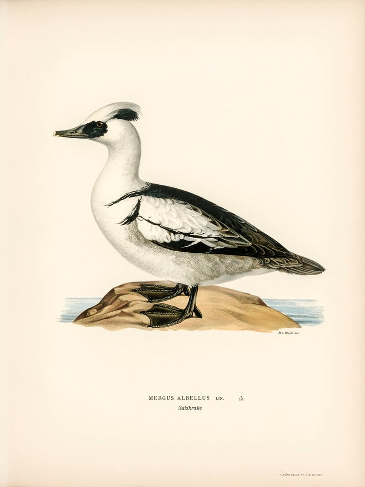 Mergellus Albellus, The Von Wright Brothers