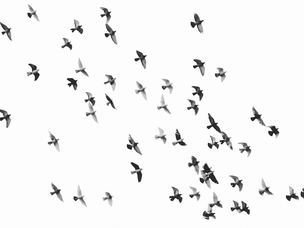 Birds In The Sky