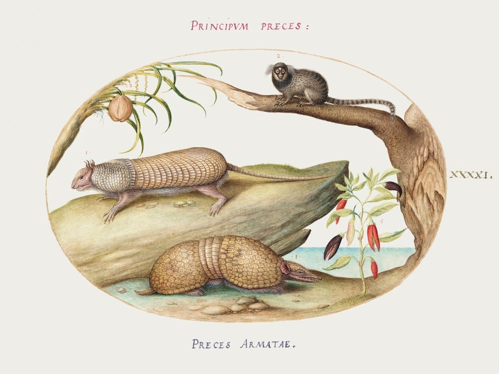 Two Types Of Armadillos With A Marmoset, A Coconut Palm, And A Pepper Plant (1575–1580), Joris Hoefnagel
