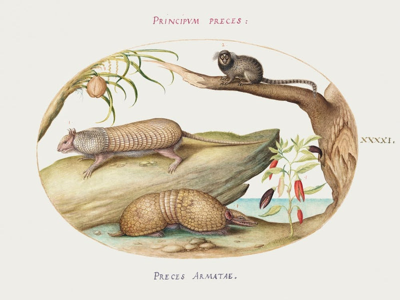 Two Types Of Armadillos With A Marmoset, A Coconut Palm, And A Pepper Plant (1575–1580), Joris Hoefnagel