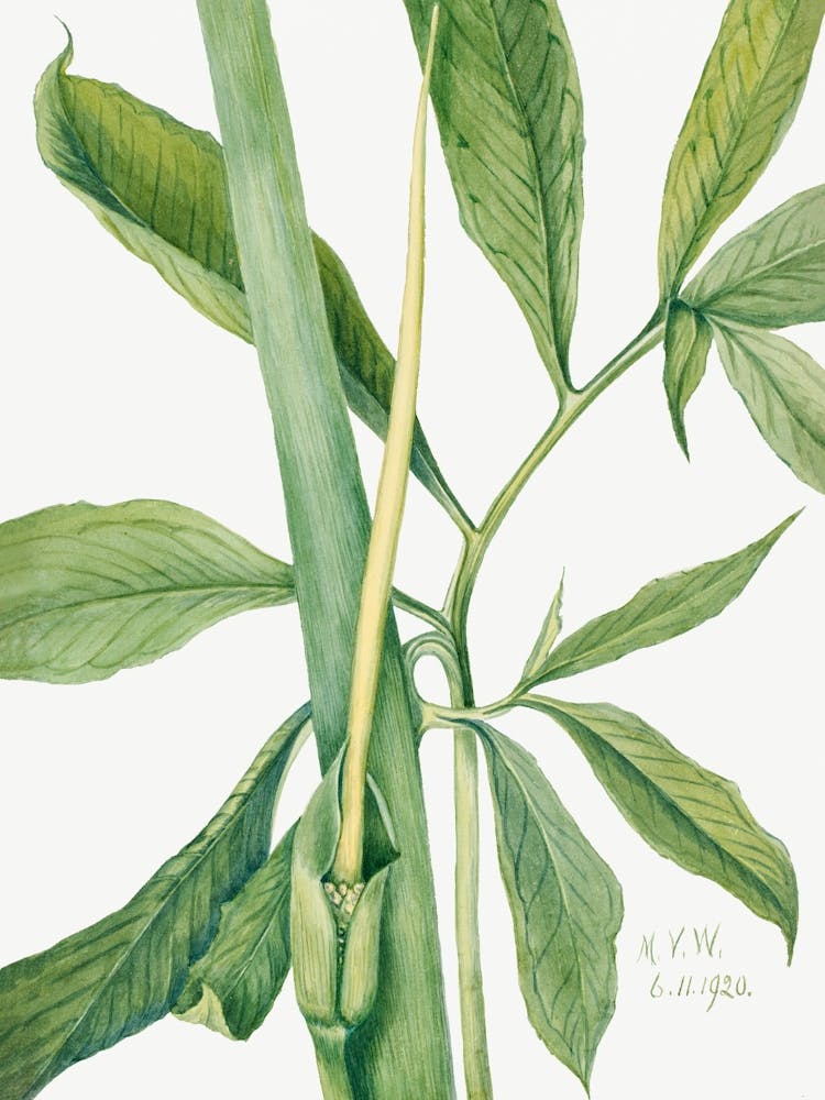Vintage Botanical Mary Vaux Walcott _2732410