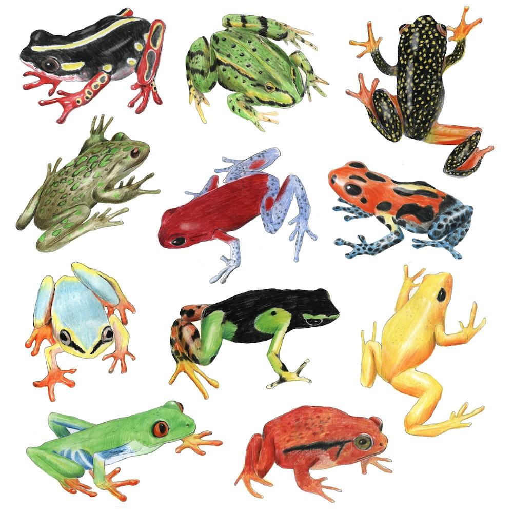 Frogs Square