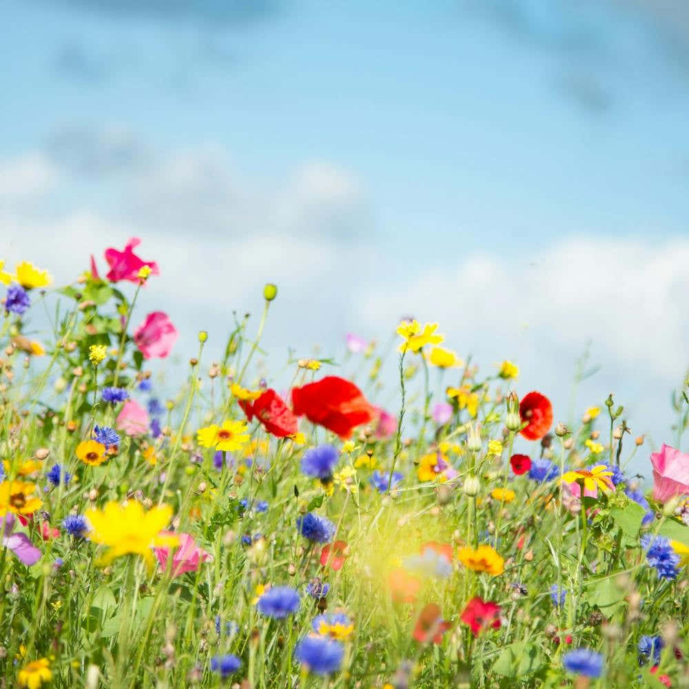 Wildflower Meadow