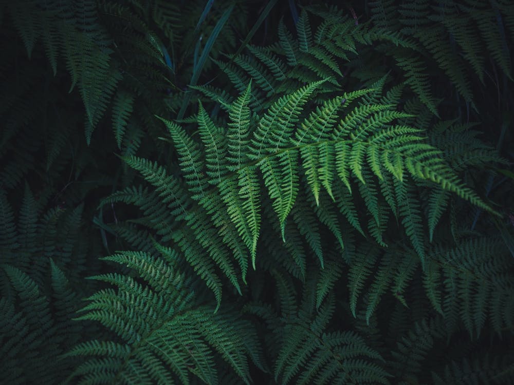 Ferns