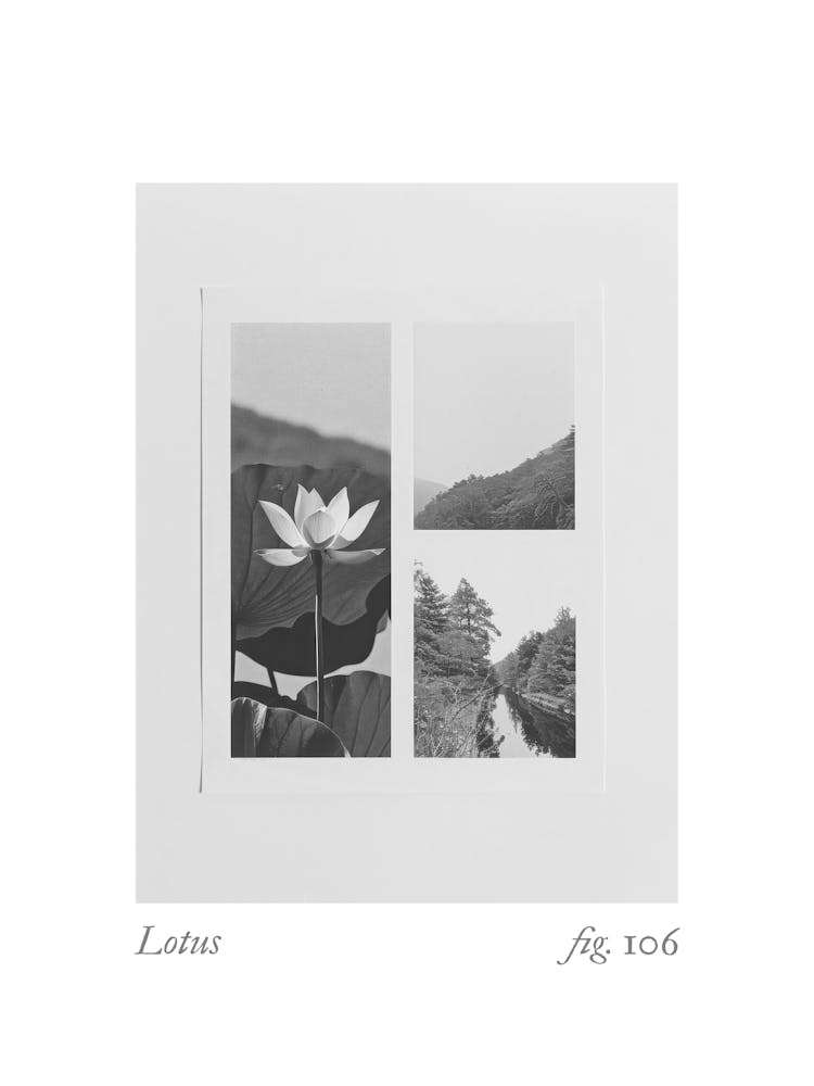 Lotus Botanical Collage 4