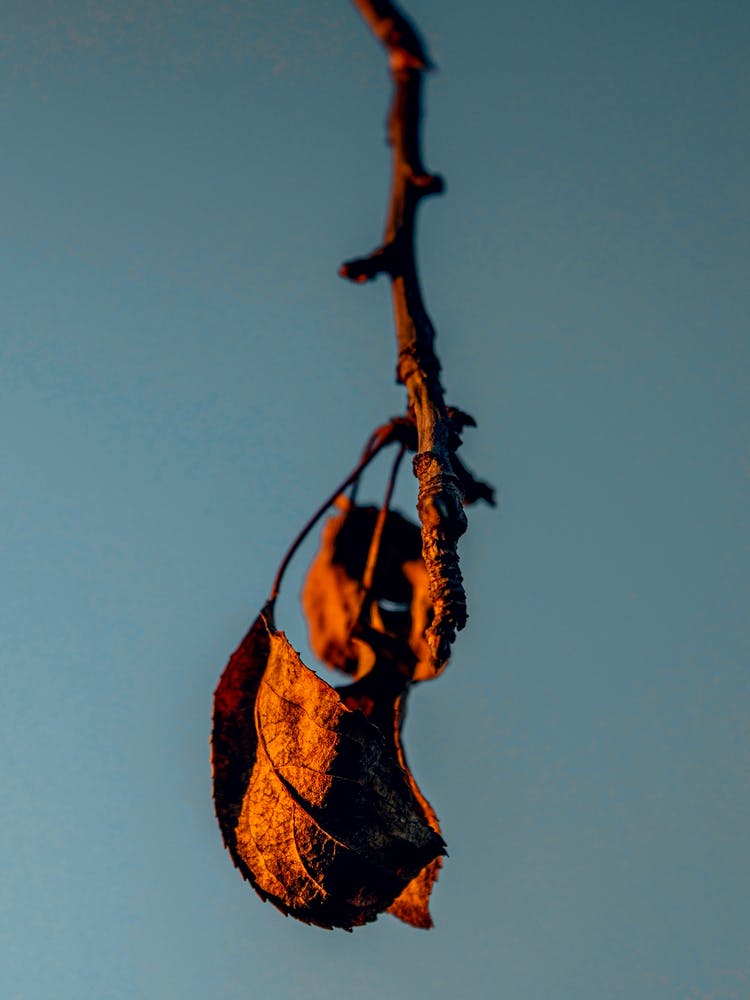 An Autumn Leaf In A Blue Sky
