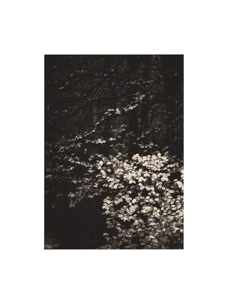 Nature Mix And Match 06