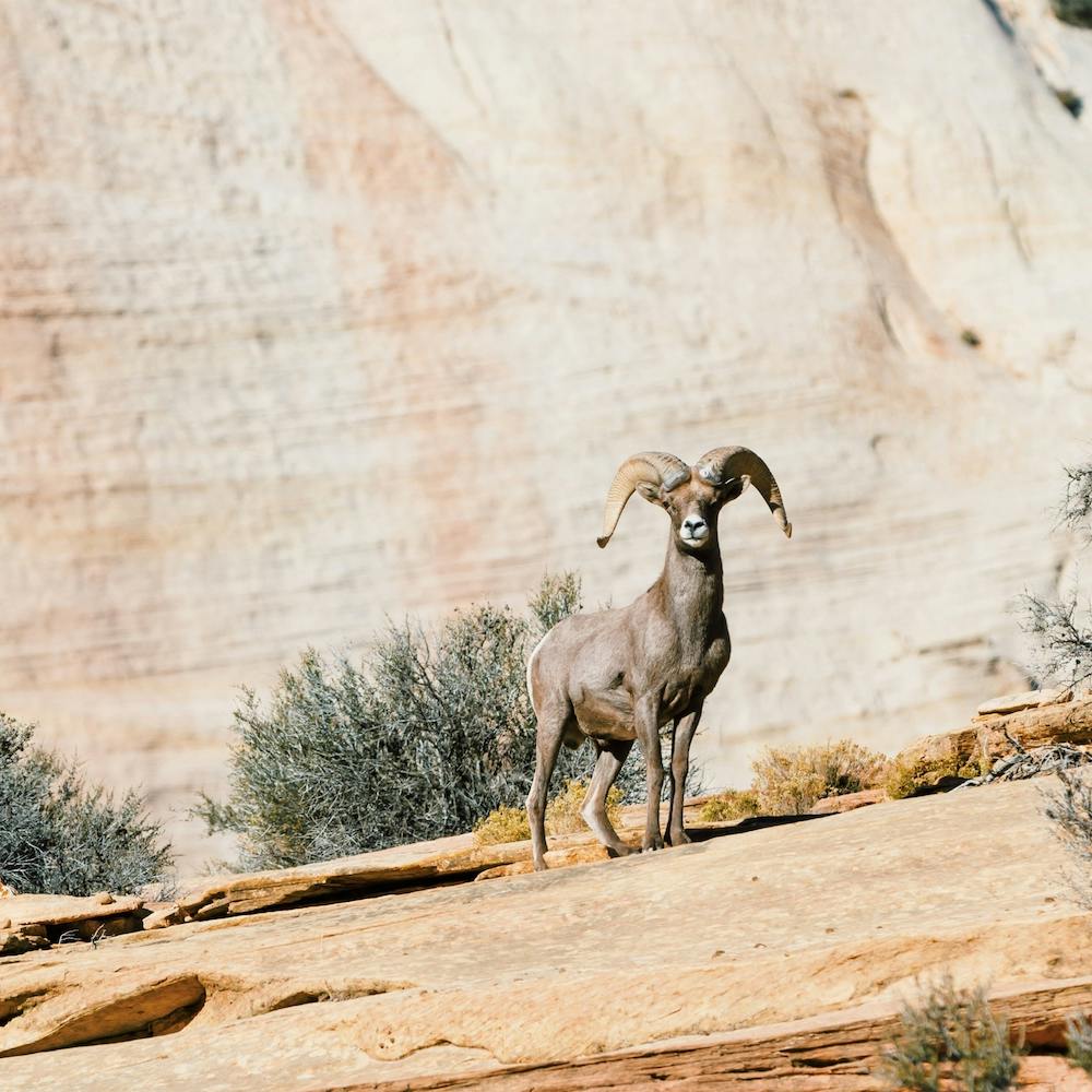 Desert Bighorn Sheep On Cliff