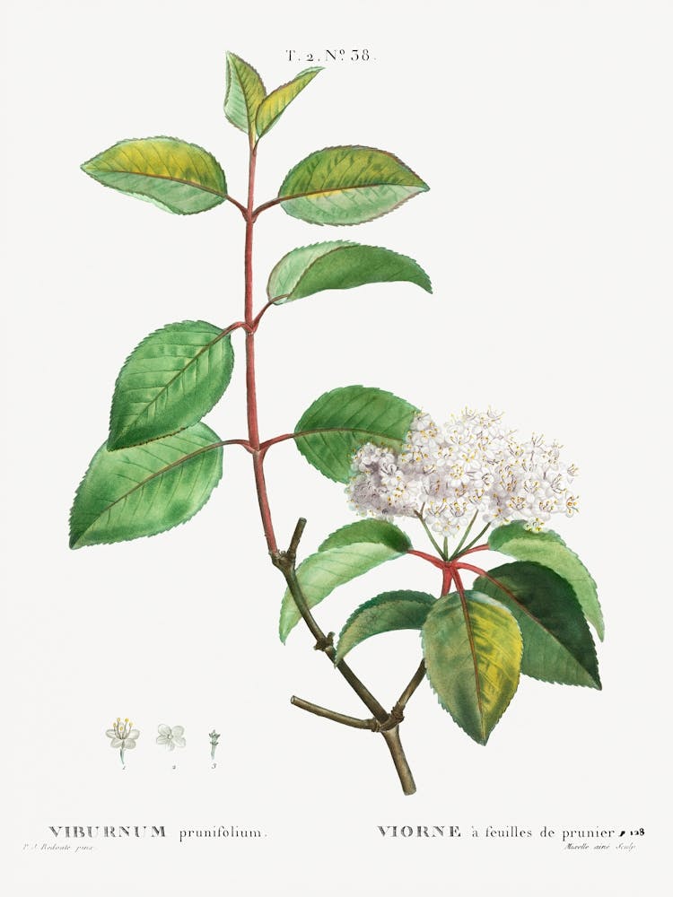 Blackhaw, Pierre Joseph Redoute