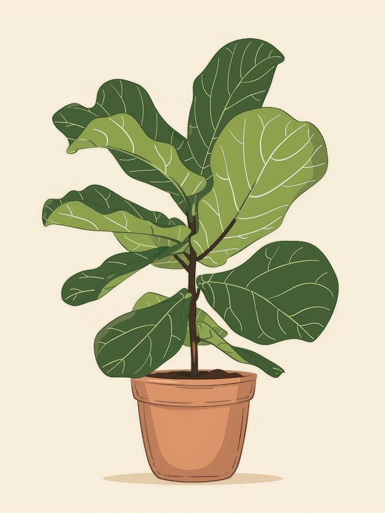 Fig Tree In Pot