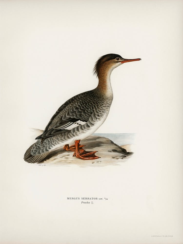 Mergus Serrator, The Von Wright Brothers 1