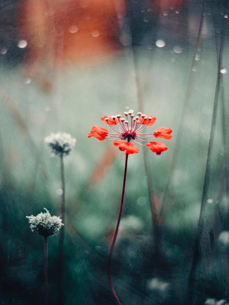 Nostalgic Nature No 11