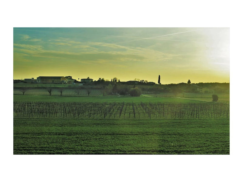 Vignoble