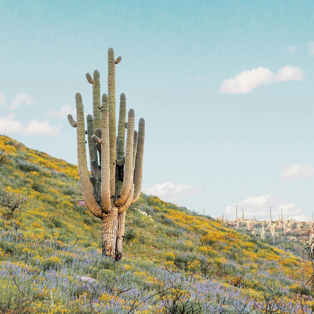 Saguaro Cactus And Wildflowers