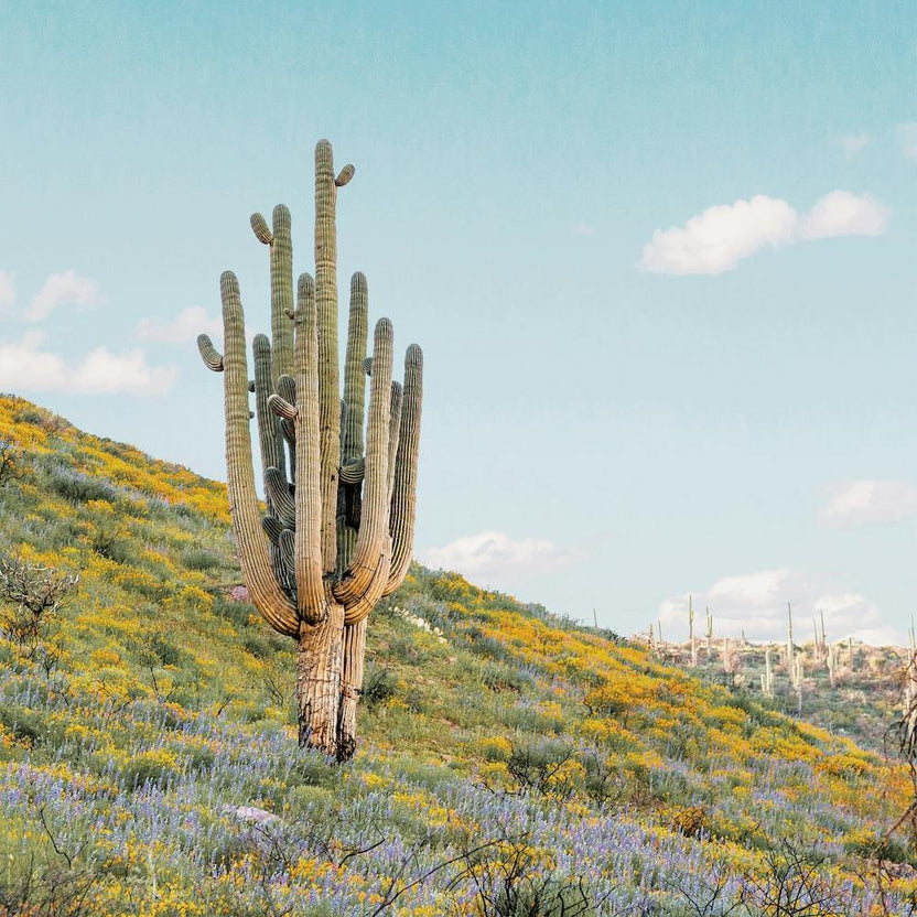 Saguaro Cactus And Wildflowers