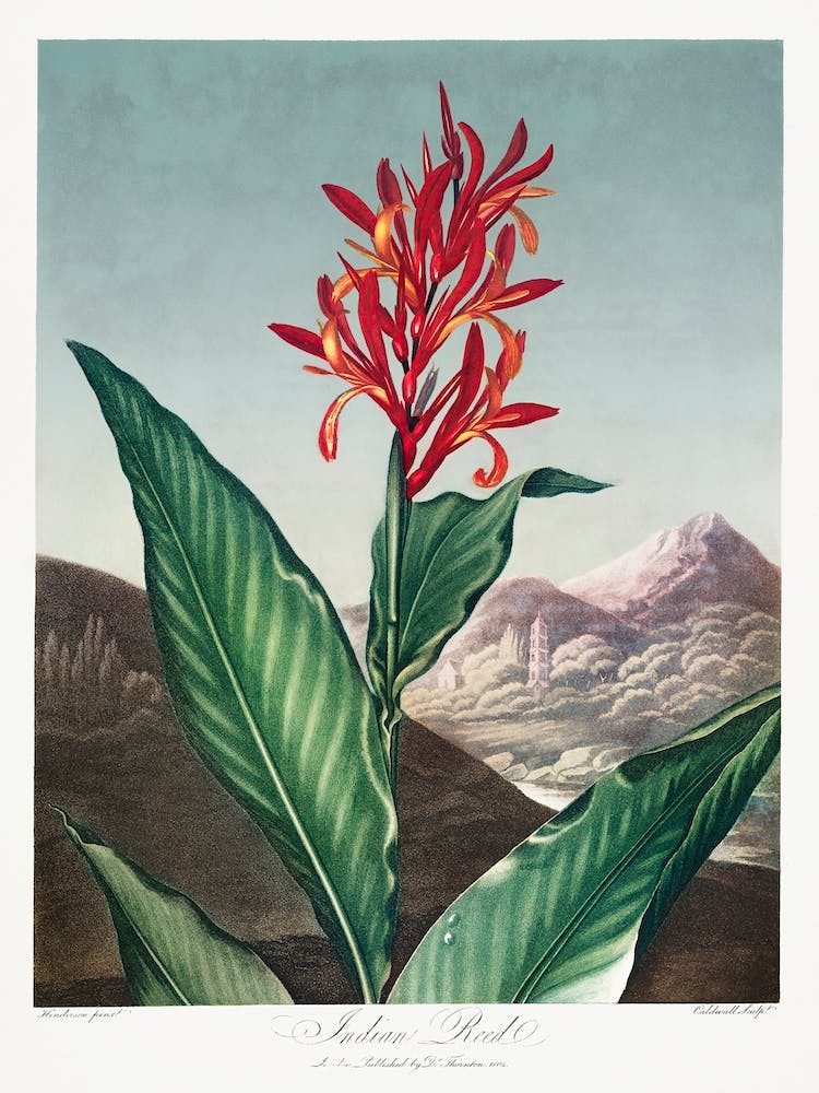 Indian Reed From The Temple Of Flora (1807), Robert John Thornton