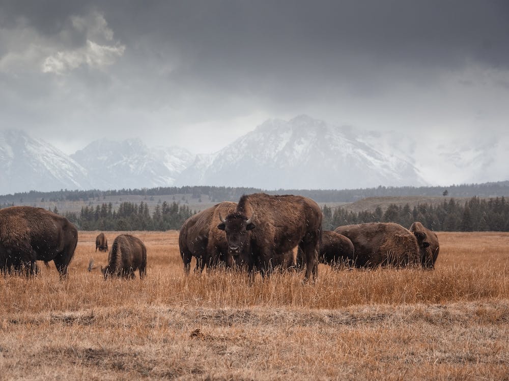 Stormy Skies Bison