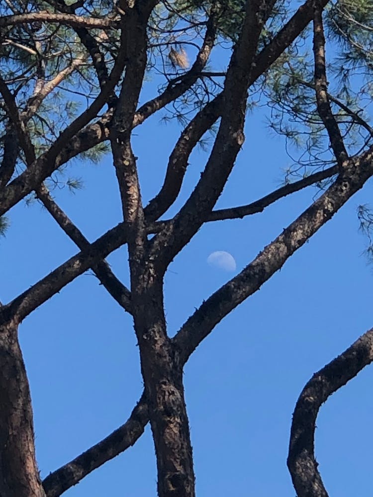 Moon In The Trees