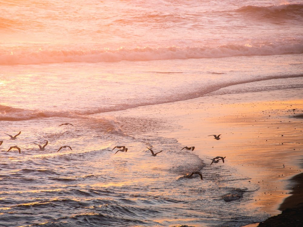 Birds On The Beach At Sunset