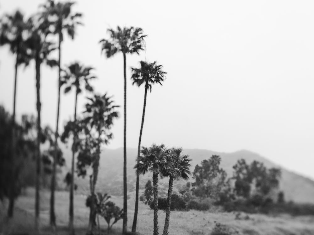 Malibu Palm Tree B&W