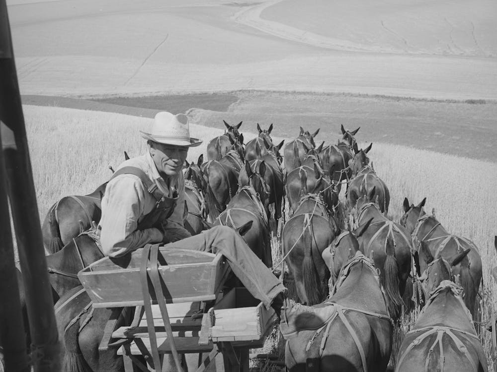 The Mule Skinner And His Team, Combine In Walla Walla County, Washington By Russell Lee