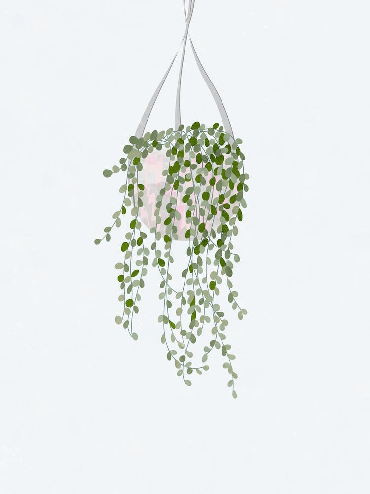 Hanging Plant
