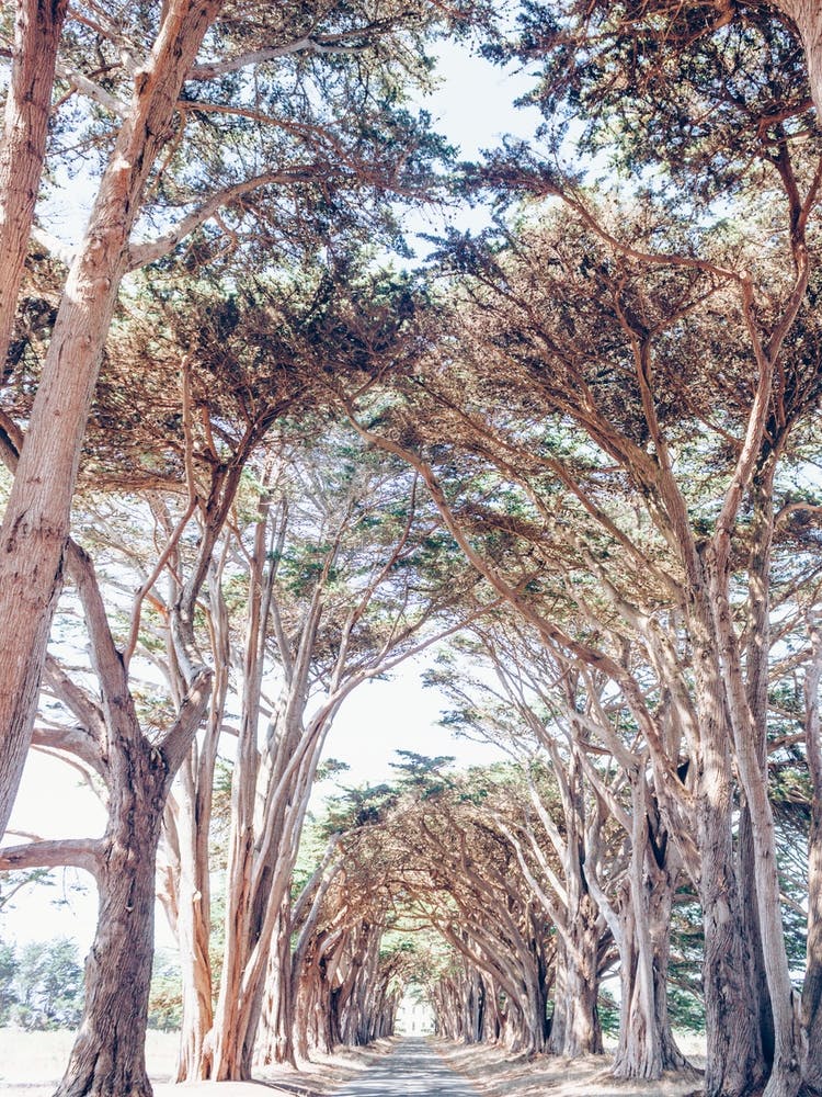 Cypress Grove