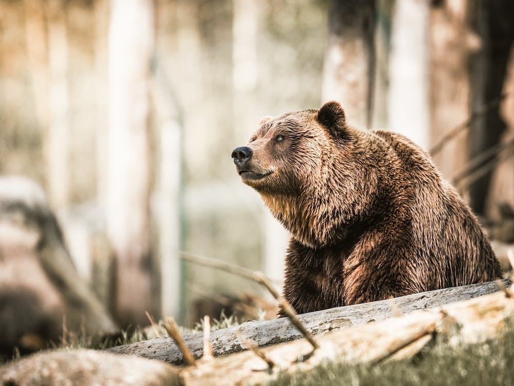 Forest Grizzly Bear