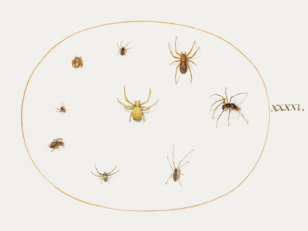 Yellow Spider Surrounded By Eight Spiders, Joris Hoefnagel