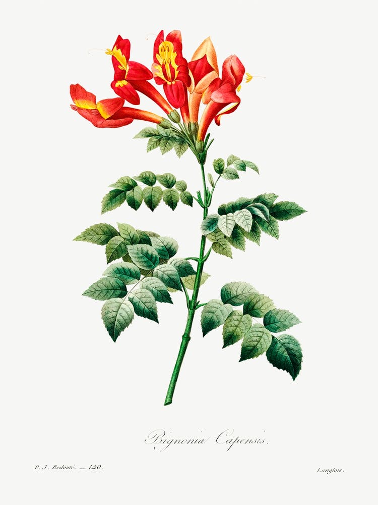 Bignonia Capensis, Pierre Joseph Redoute