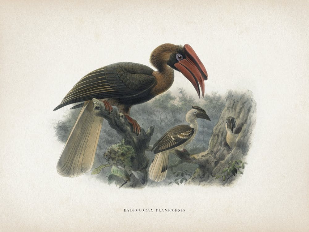 Vintage Keulemans 2 Hydrocorax Planicornis