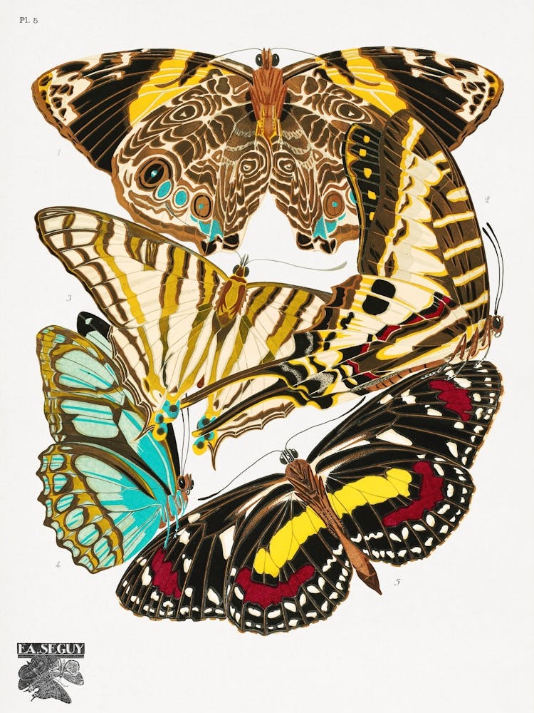 Butterflies And Moths 1